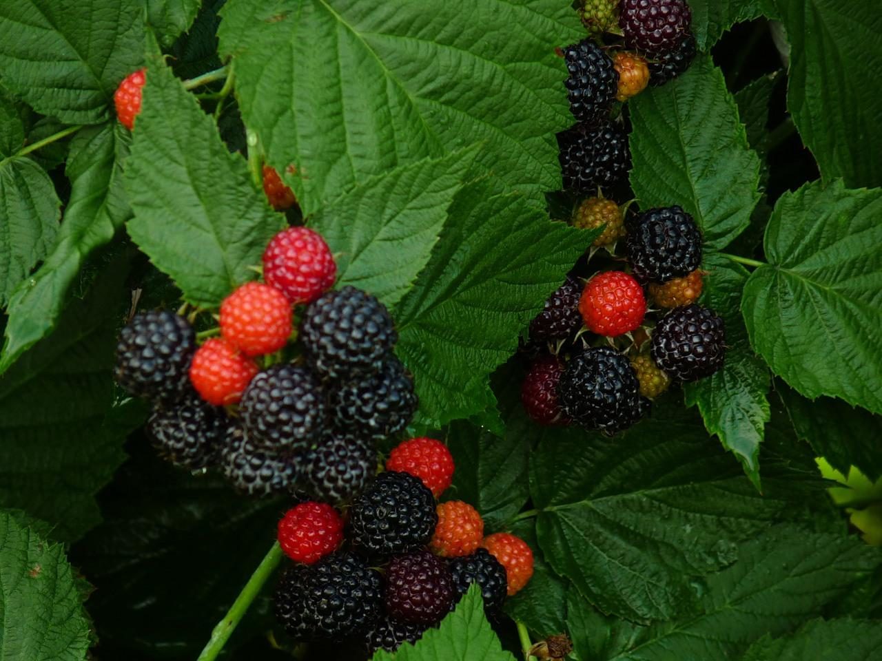 Саженцы ежемалины: секреты выращивания вкусных и полезных ягод